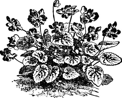 Violet, Marie Louise vintage illustration. 35475137 Vector Art at Vecteezy