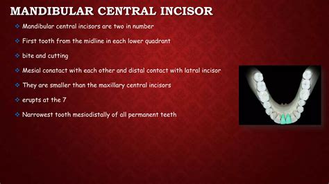 Dental Anatomy of Mandibular Incisors permanent teeth | PPTX