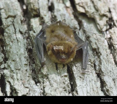 Big Brown Bat (Eptesicus fuscus Stock Photo - Alamy