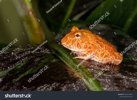 10 Strawberry Pacman Frog Images, Stock Photos & Vectors | Shutterstock