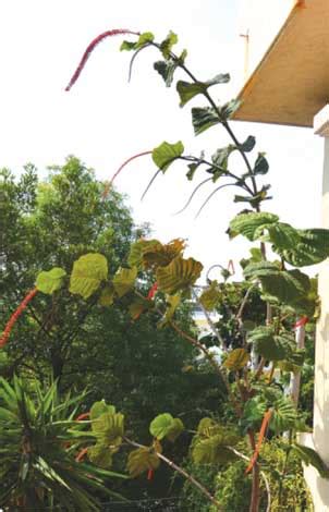 UNIQUE TREES - Outdoor Luxury