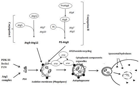 Identification and Characterization of Four Autophagy-Related Genes ...