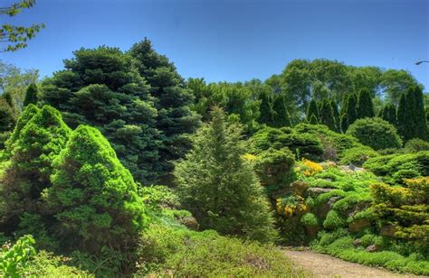 5 Most Popular Trees to Brighten Your Landscape