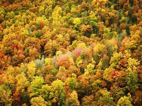 Forest Tree 的图像结果