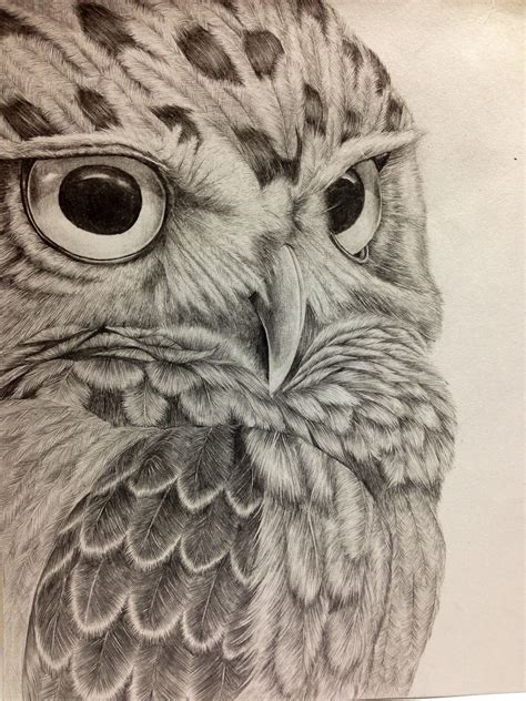 Easy Drawings Of Owl at Floyd Holley blog