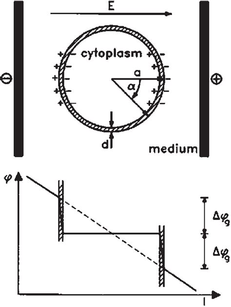 Image result for Transmembrane Potential