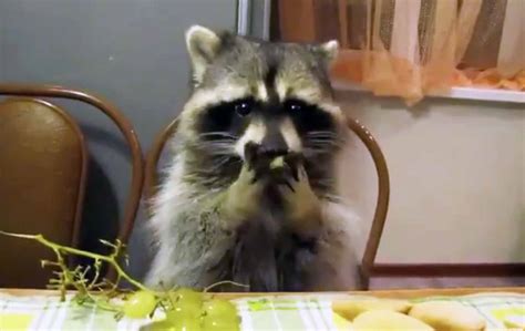 Wild Animals Eating Humans 的图像结果