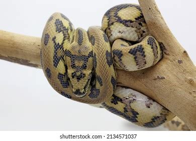Python Wrapped around Body 的图像结果