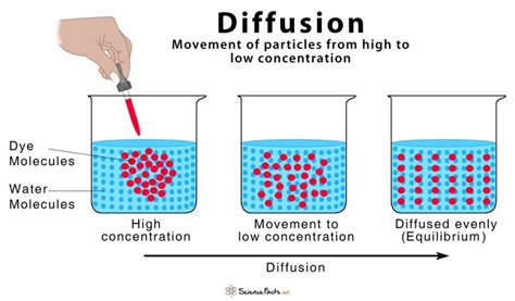 Image result for Types of Diffusion Graph Labelled