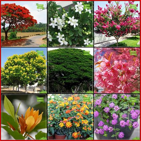Creative Farmer Seeds Packet Combo Tree Seeds : Flame Tree, Orange ...