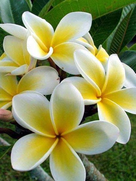 Best flowers to grow in rainy season