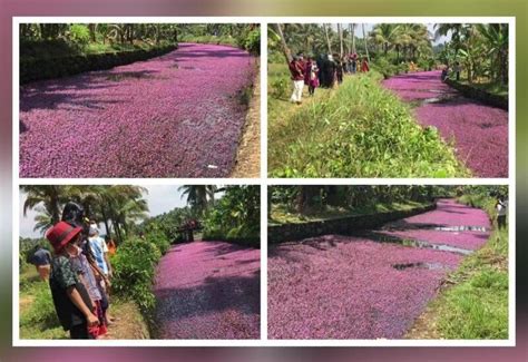 Pictures of pink flowers covering water bodies in Kerala village go viral