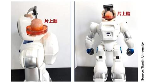 Primal Behavior Chip 的图像结果