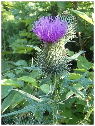 Pcháč obecný (Cirsium vulgare) - Bobův fotoblog