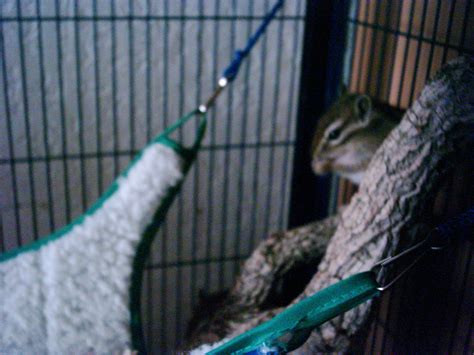 Streifenhörnchen Jungtiere Stück in Lüdenscheid | Tiere | Kleinanzeigen