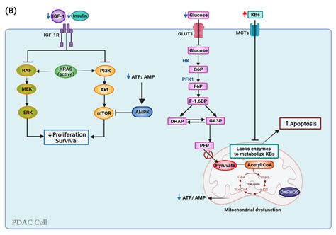 Ketogenic Diets in Pancreatic Cancer and Associated Cachexia: Cellular ...