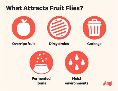 Gnats vs. Fruit Flies: What’s the Difference?