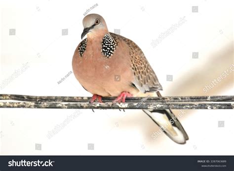 Streptopelia Chinensiscolumbidaespotted-necked Dove Spotted Dove Lace ...