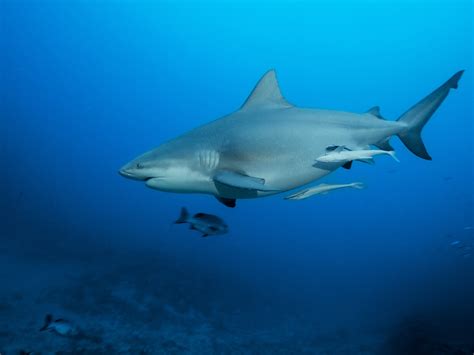 Most Dangerous Shark In The World Pictures at Rebecca Hart blog