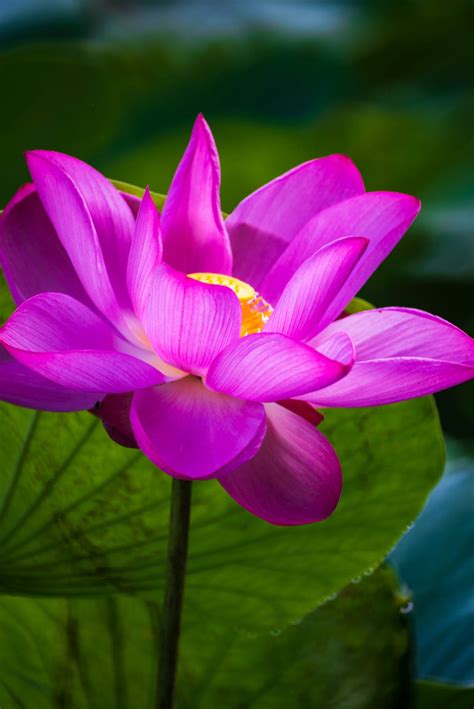 Water Lily Blooming Month at James Ivery blog