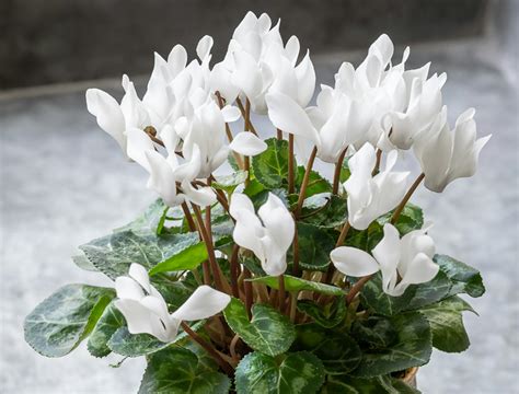 How to Plant, Grow & Care for Cyclamen | Sarah Raven