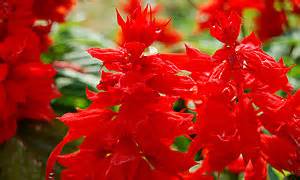 5000+ HD Flowers pictures with Detailed information