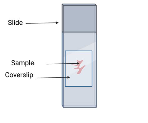 Image result for Microscope Photography Tutorial