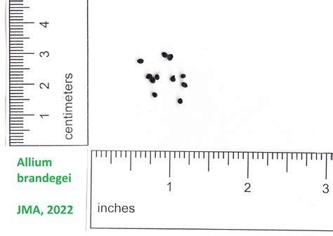 Native Wildflower Seed Gallery