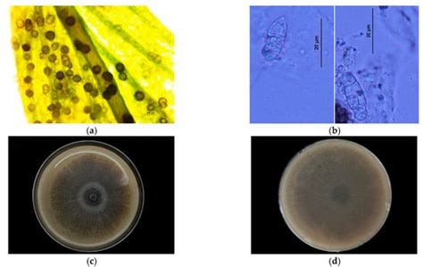 Isolation, Identification and Characterization of Leptosphaerulina ...