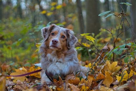 Image result for Dog Using Computer Meme