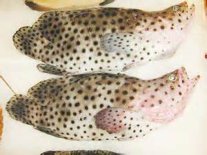 Humpback grouper 老鼠斑 – Mr Seafood Sdn Bhd