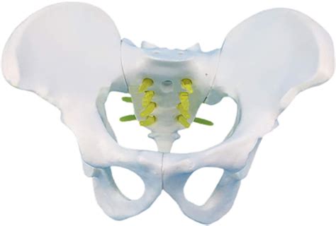 Wlkq Skeletal Model Of The Female Pelvis Cast From Real | Desertcart INDIA