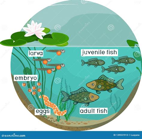 Pond Ecosystem Diagram For Kids