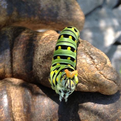 Black Swallowtail caterpillar | Project Noah