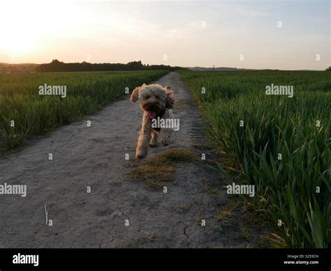 Image result for Cockapoo Waffle Dog