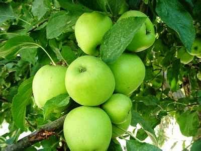 Apple Tree Pruning Guide 的图像结果