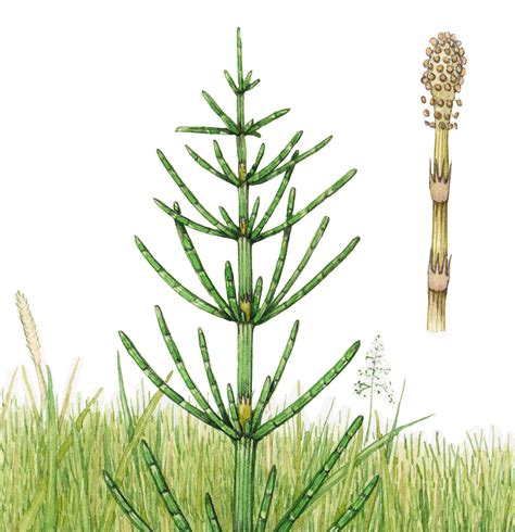 Equisetum Arvense Horsetail