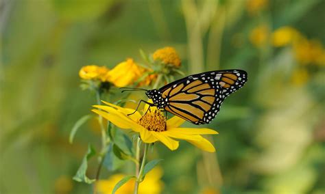 Butterfly Yellow Flowers Background