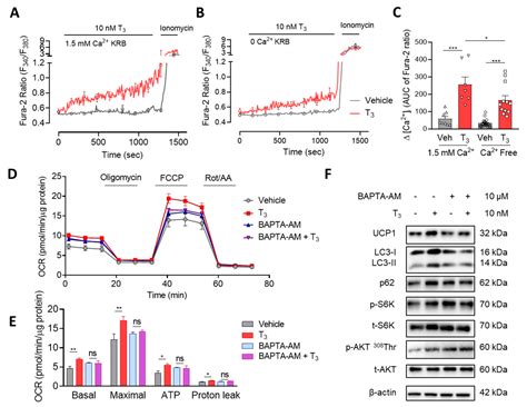 Thyroid Hormone Induces Ca2+-Mediated Mitochondrial Activation in Brown ...