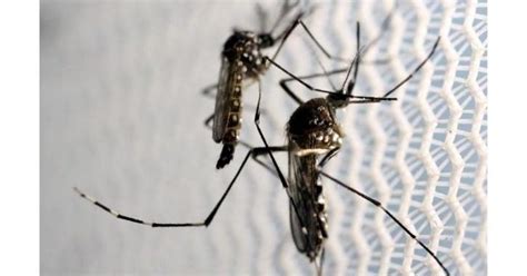 Singapore Is Fighting Dengue Outbreak With Genetically Modified Mosquitoes