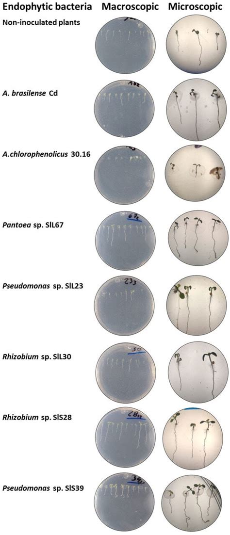 Microorganisms | December 2024 - Browse Articles