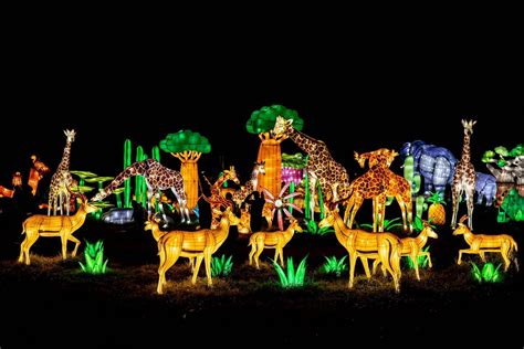 GLOWING WILD: AN ILLUMINATED WILDLIFE LANTERN FESTIVAL RETURNS TO ...