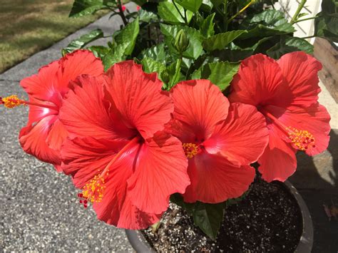 4 Red Hibiscus Flowers in a Row | Beautiful Garden Blooms