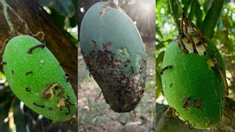 Mango damage: आम को सेमी-लूपर के अटैक से हुआ नुकसान, दागी आमों को नहीं ...