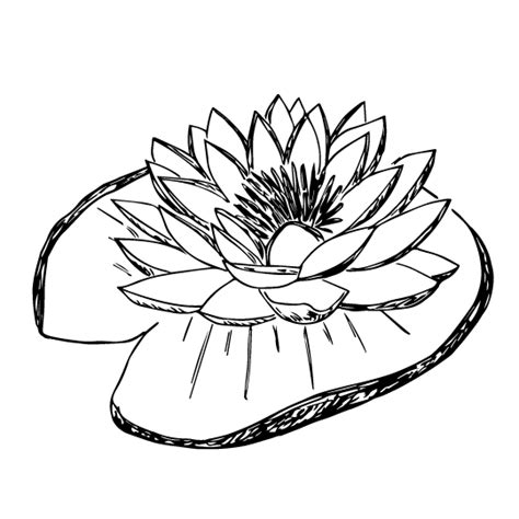 Largest collection of Water Lily and lotus plants | LilyPondStore.in ...