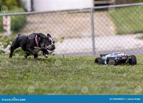 Image result for Beagles Chasing Remote Control Car