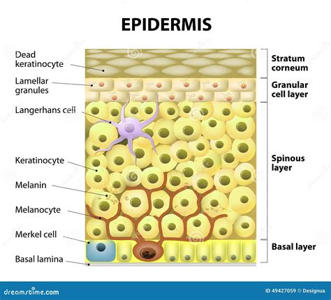 Cell in the epidermis stock vector. Illustration of color - 49427059