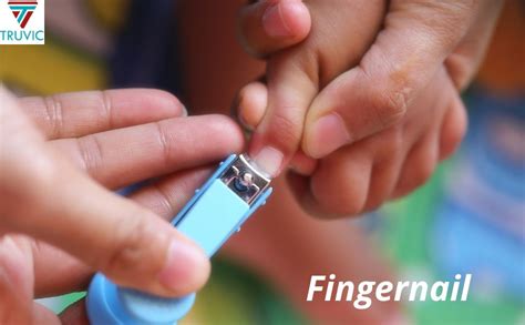 Buy Truvic Perfect Nail Cutter/Clipper for Men & Women (Colour May Vary ...