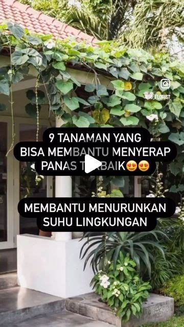 Jual Tanaman Hias Murah dan Unik di Instagram