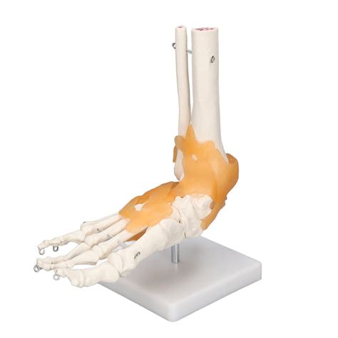 Buy Foot Model, Human Foot And Ankle Model, Anatomically Accurate Foot ...